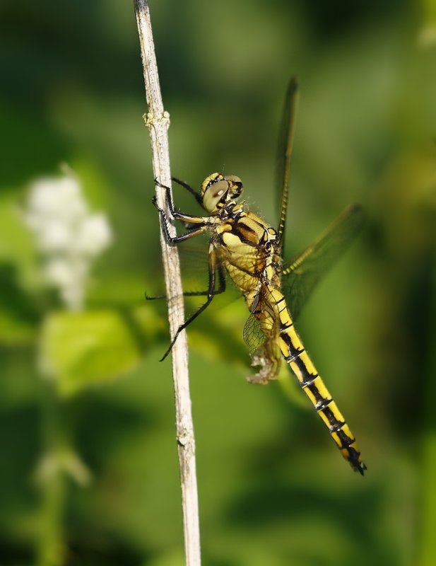 Gewone Oeverlibel / Black-tailed Skimmer