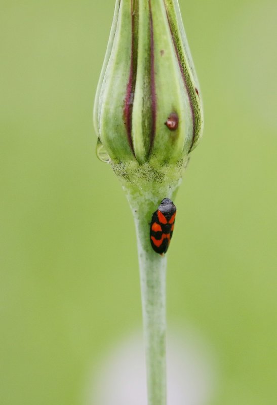 Bloedcicade / Red-and-black Froghopper