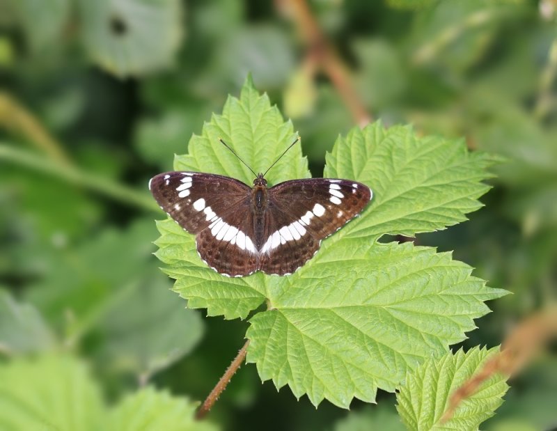 Kleine IJsvogelvlinder / White Admiral