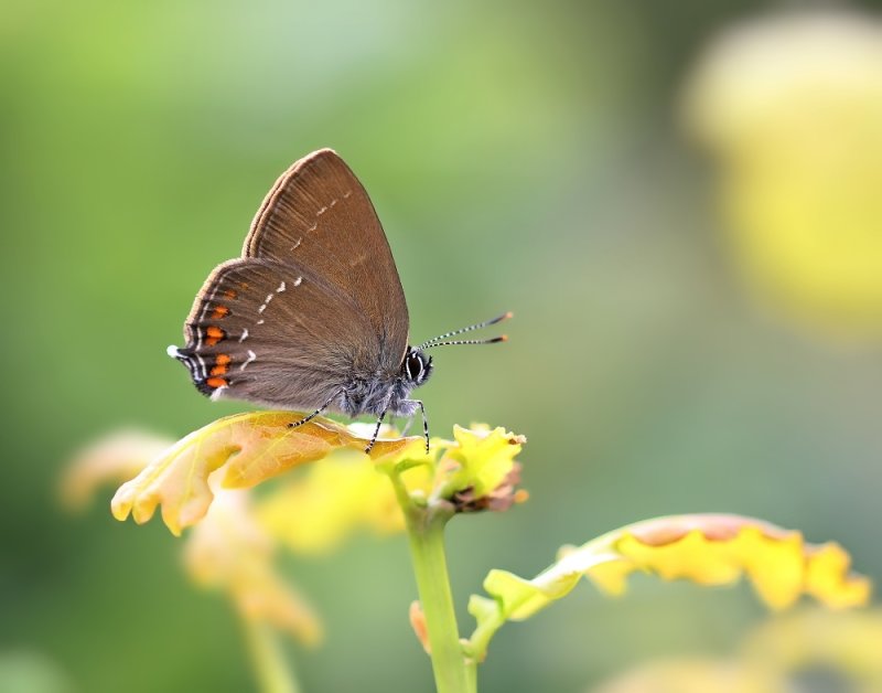 Bruine Eikenpage/ Ilex Hairstreak