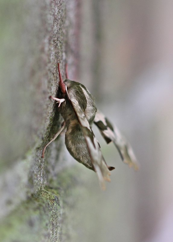 Lindepijlstaart / Lime Hawk-moth