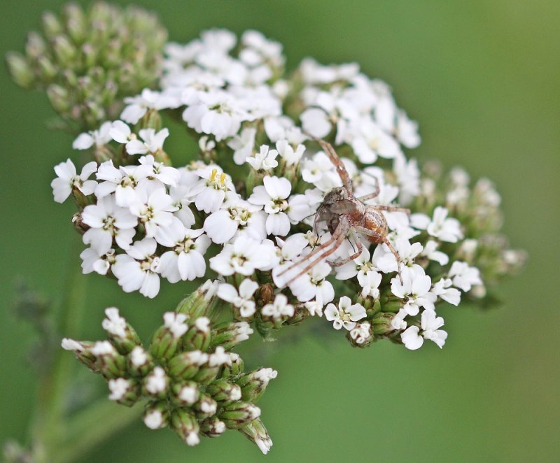 Krapspin spec. / Crab Spider spec.