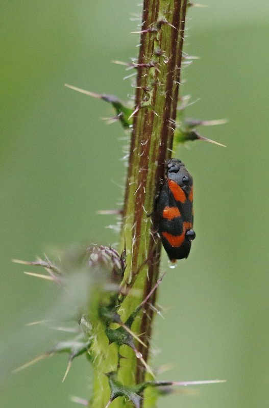 Bloedcicade / Red-and-black Froghopper