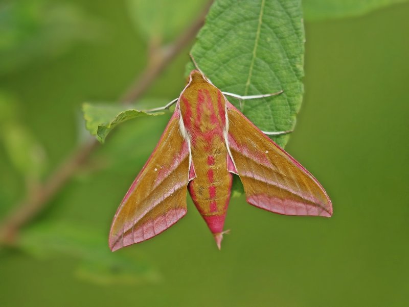 Groot Avondrood / Elephant Hawk-moth