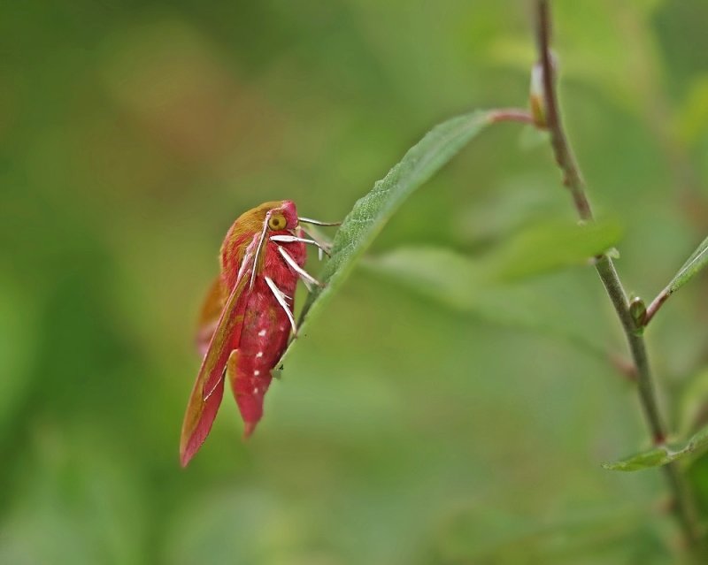 Groot Avondrood / Elephant Hawk-moth