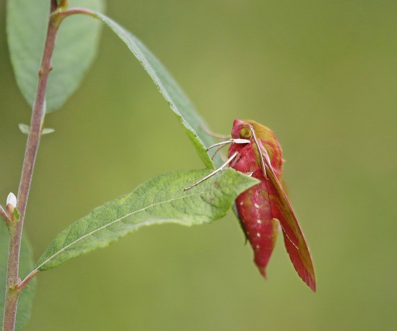 Groot Avondrood / Elephant Hawk-moth