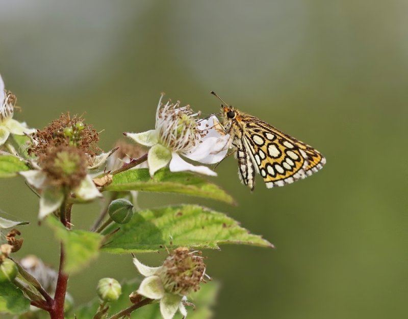 Spiegeldikkopje / Large Chequered Skipper