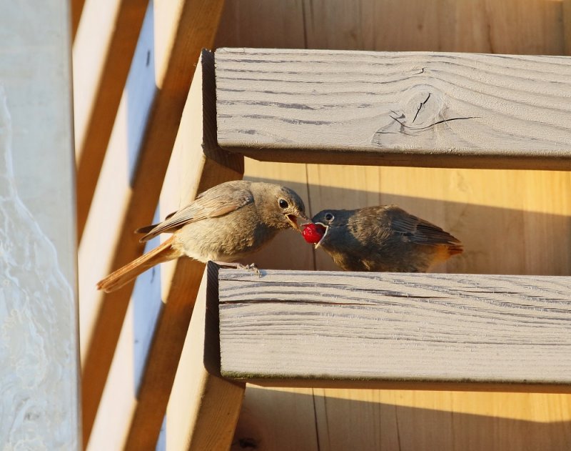 Zwarte Roodstaart/ Black Redstart