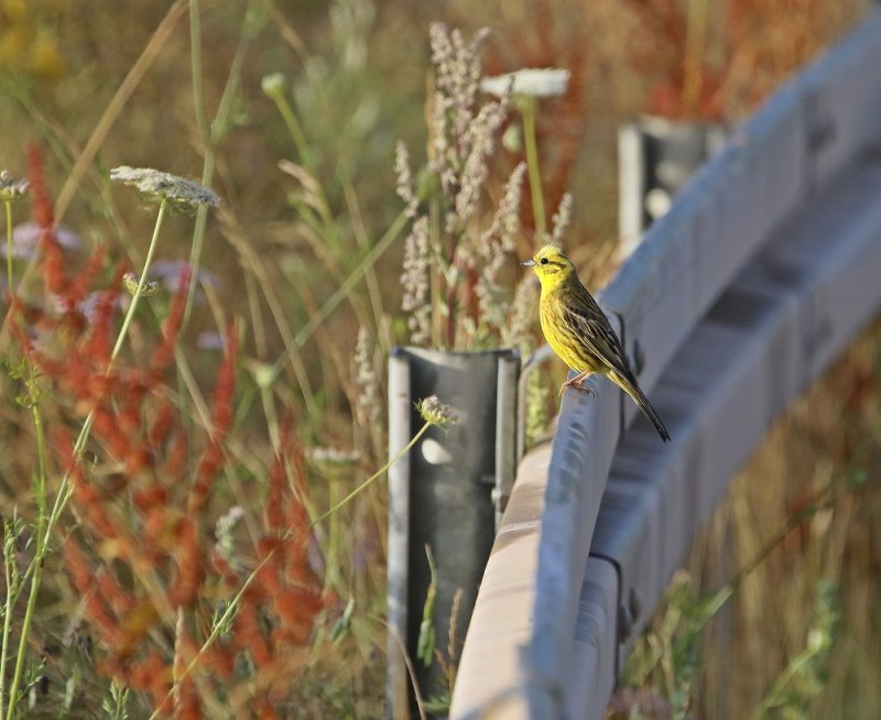Geelgors / Yellowhammer