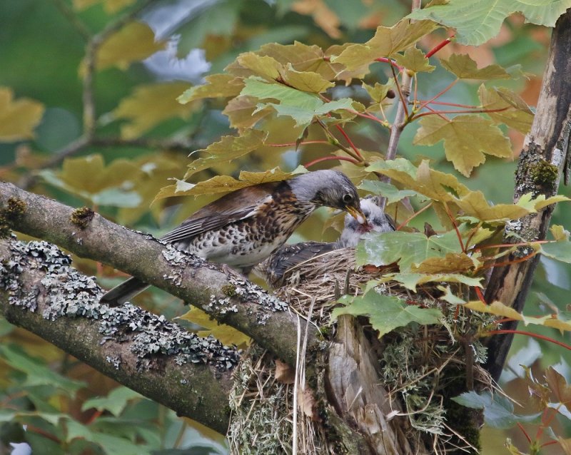 Kramsvogel / Fieldfare