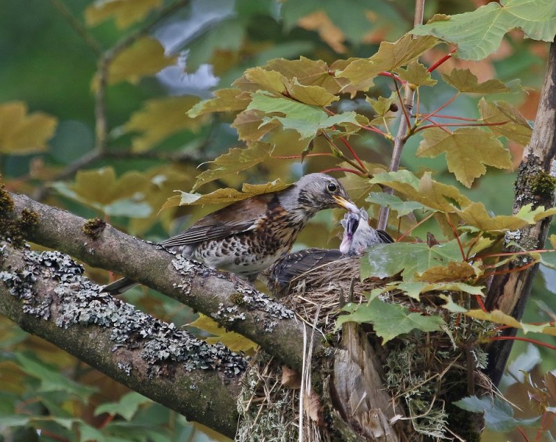 Kramsvogel / Fieldfare