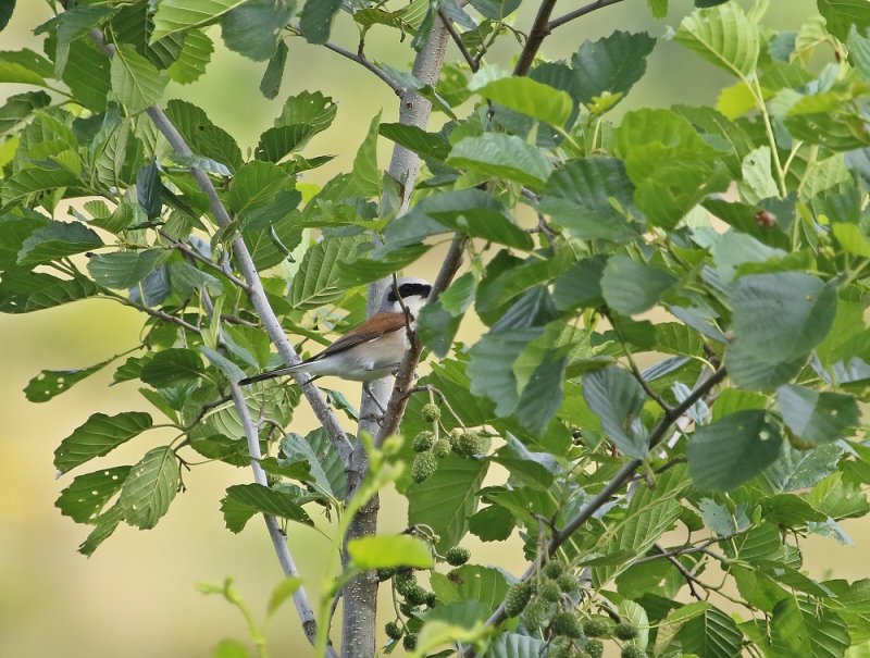Grauwe Klauwier / Red-backed Shrike