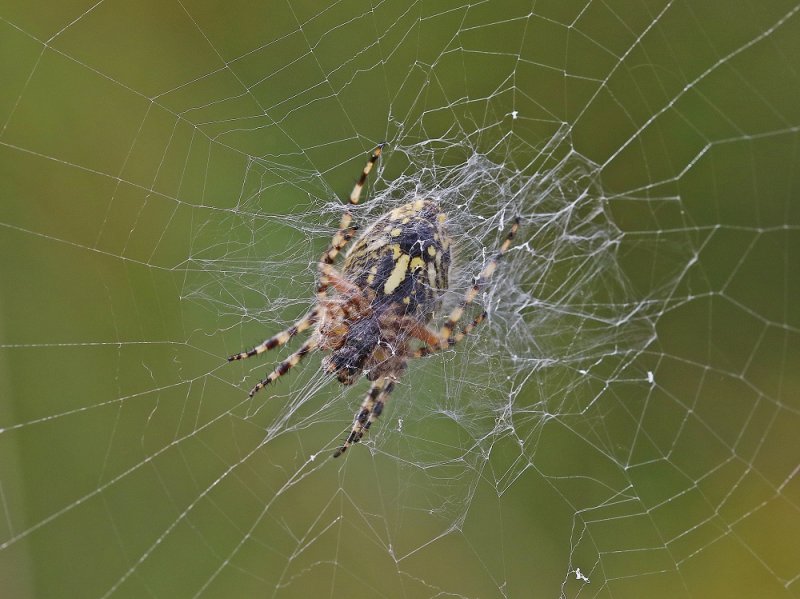 Eikenbladspin / Oak Spider