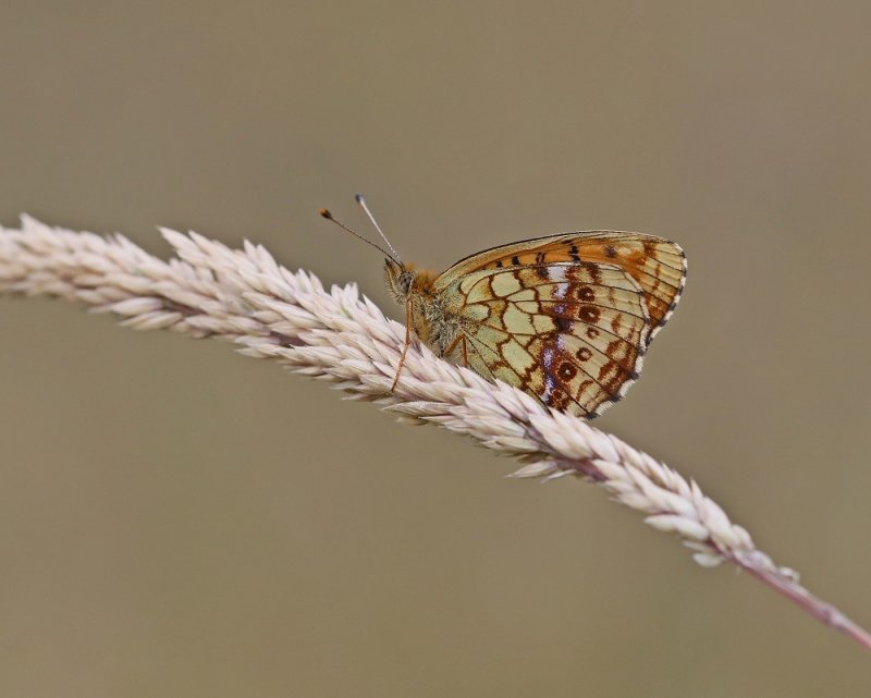 Purperstreepparelmoervlinder / Lesser Marbled Fritillary
