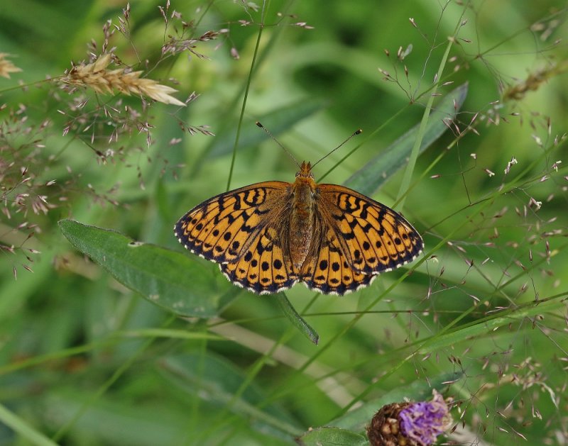 Purperstreepparelmoervlinder / Lesser Marbled Fritillary