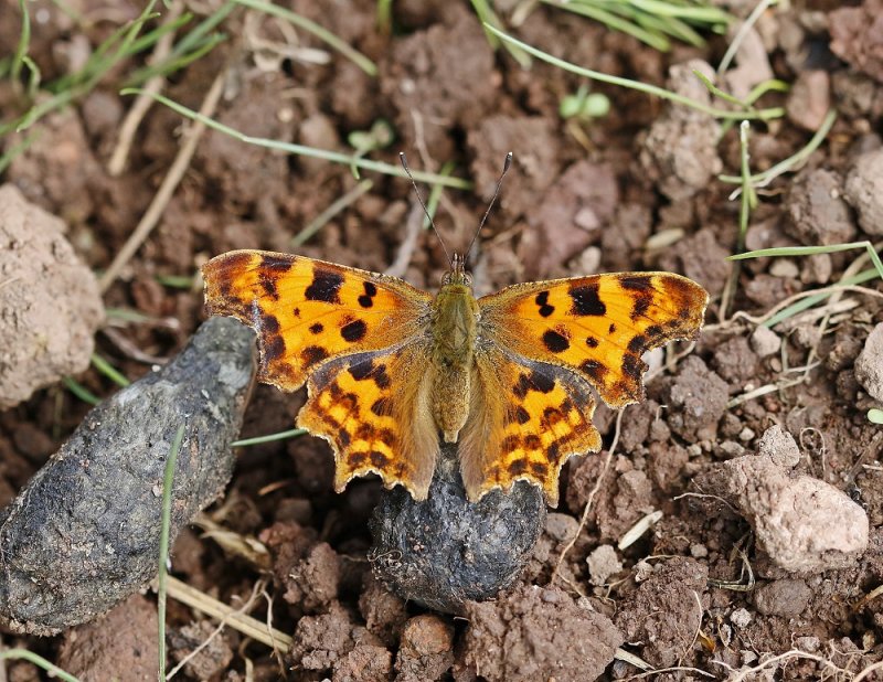 Gehakkelde Aurelia / Comma Butterfly