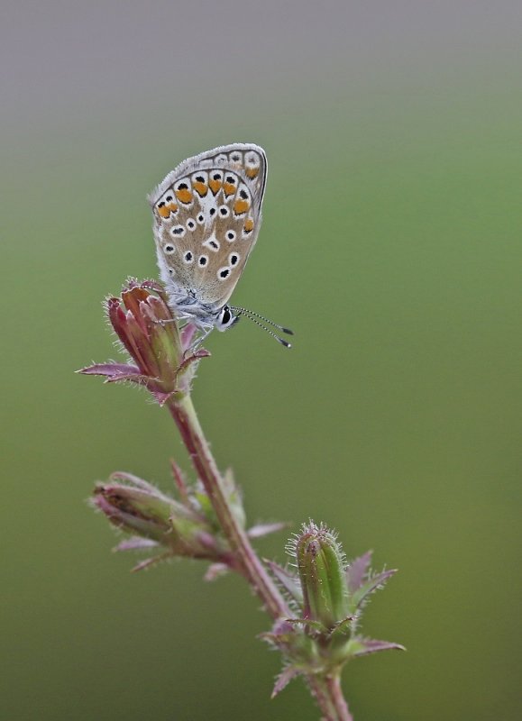 Icarusblauwtje / Common Blue