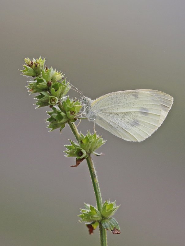 Scheefbloemwitje / Southern Small White