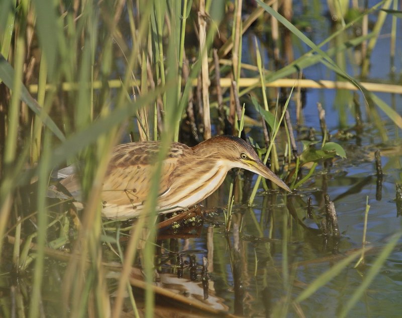 Woudaap / Little Bittern