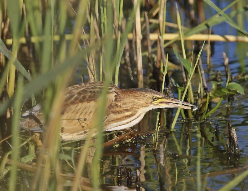 Woudaap / Little Bittern