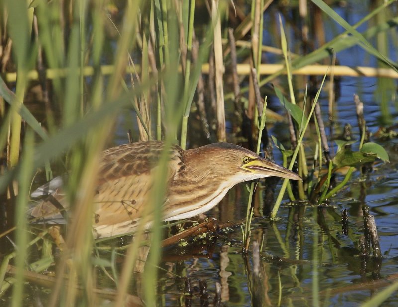 Woudaap / Little Bittern