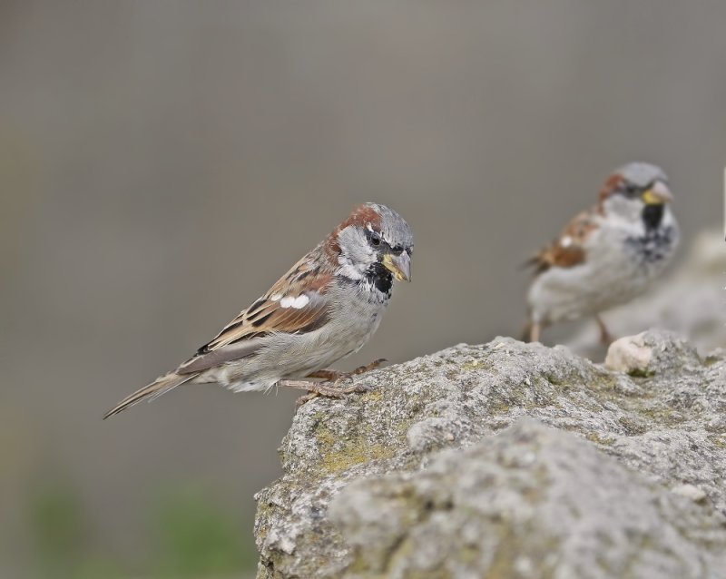 Huismus / House Sparrow