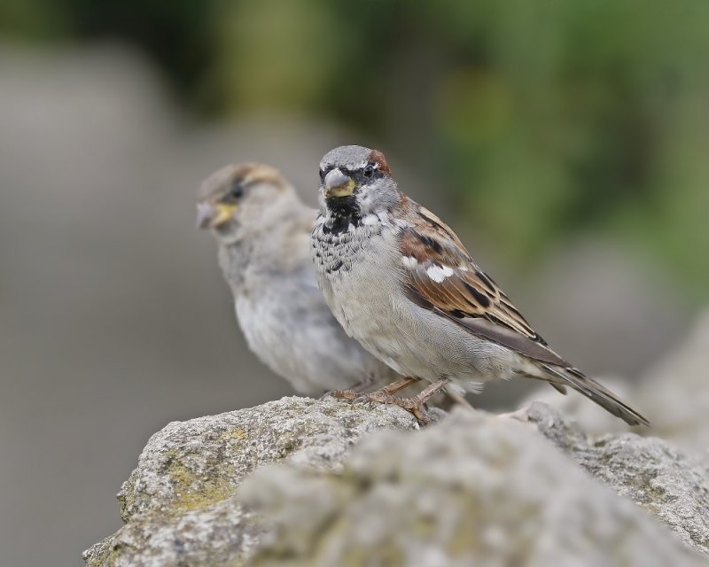 Huismus / House Sparrow