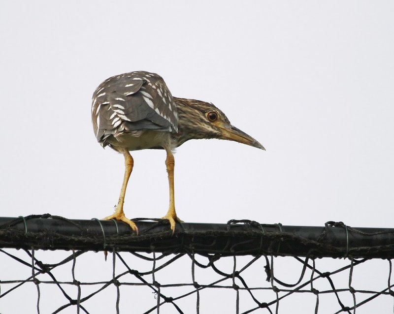 Kwak / Black-crowned Night Heron