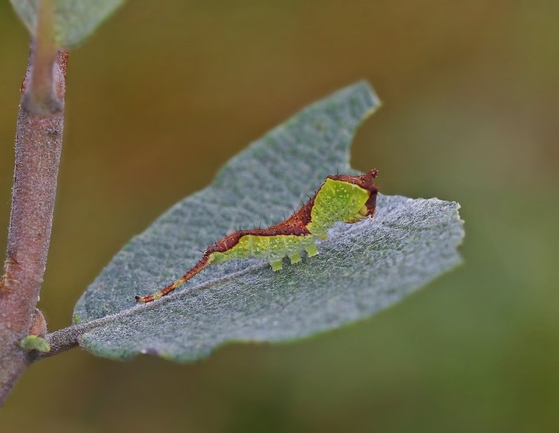 Rups van Hermelijnvlinder / Caterpillar of Puss Moth