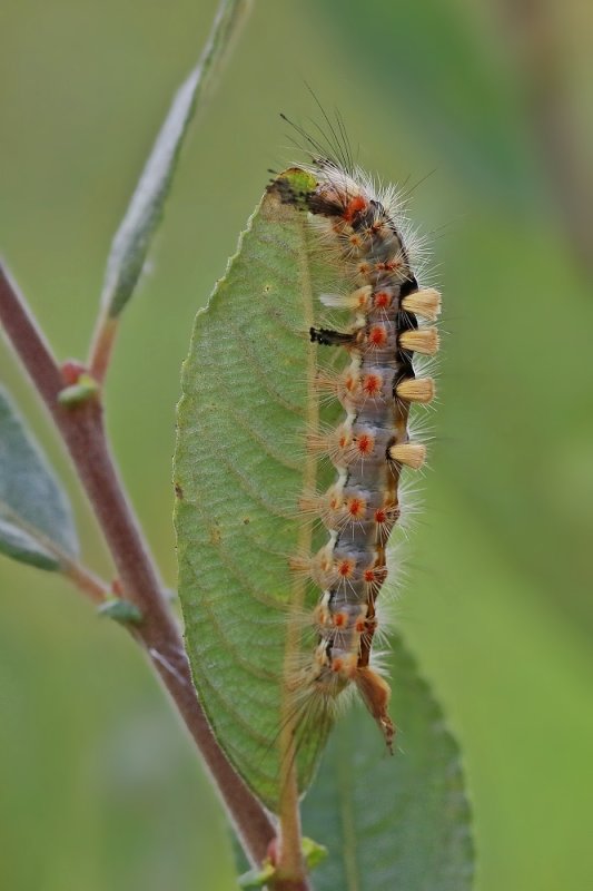 Rups van Witvlakvlinder / Caterpillar of Vapourer