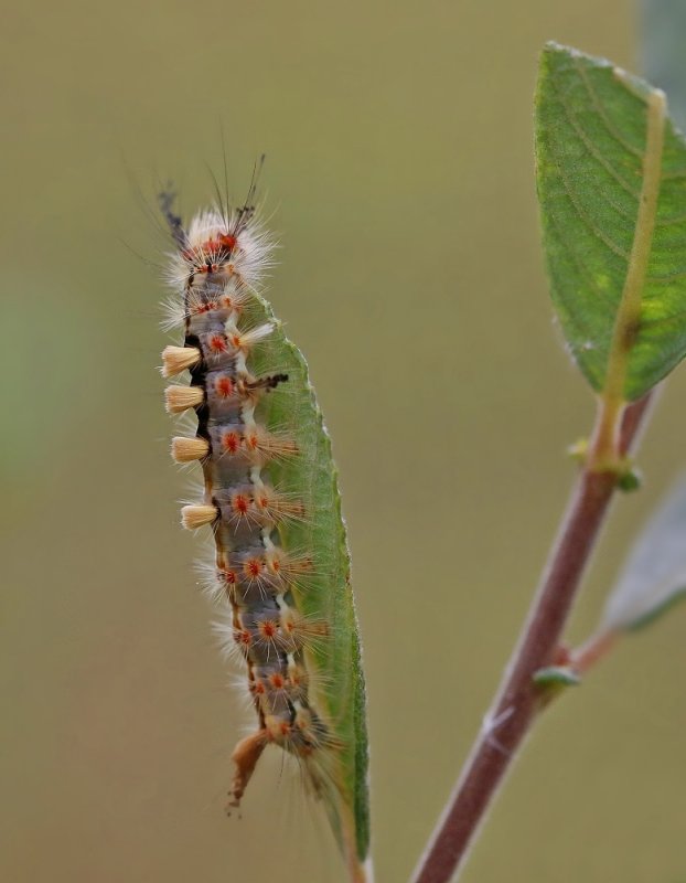 Rups van Witvlakvlinder / Caterpillar of Vapourer