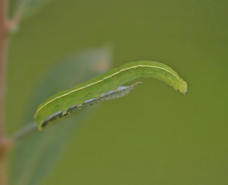 Rups van Roesje / Caterpillar of The Herald