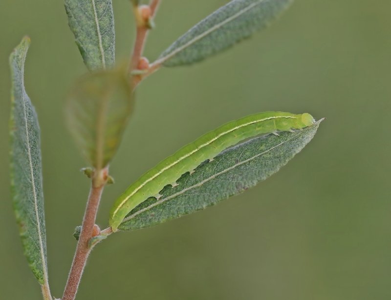 Rups van Roesje / Caterpillar of The Herald