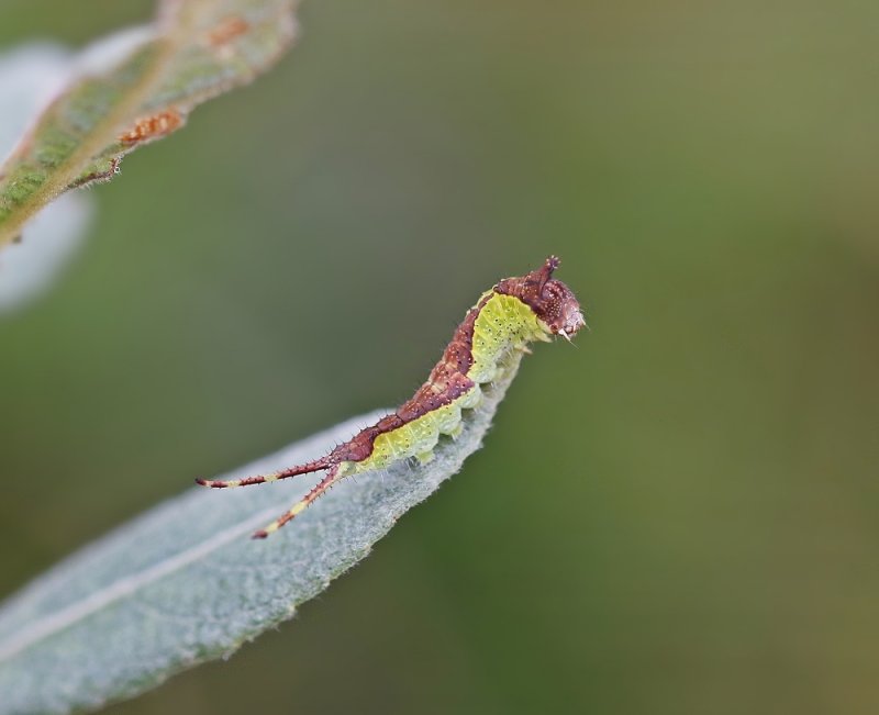 Rups van Hermelijnvlinder / Caterpillar of Puss Moth