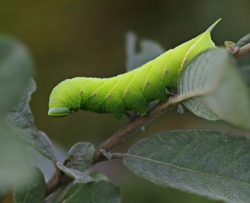 Rups van Pauwoogpijlstaart / Caterpillar of Eyed Hawk-moth