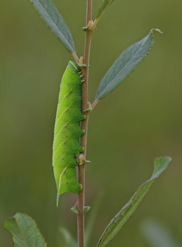 Rups van Pauwoogpijlstaart / Caterpillar of Eyed Hawk-moth