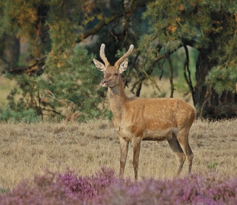 Edelhert / Red Deer