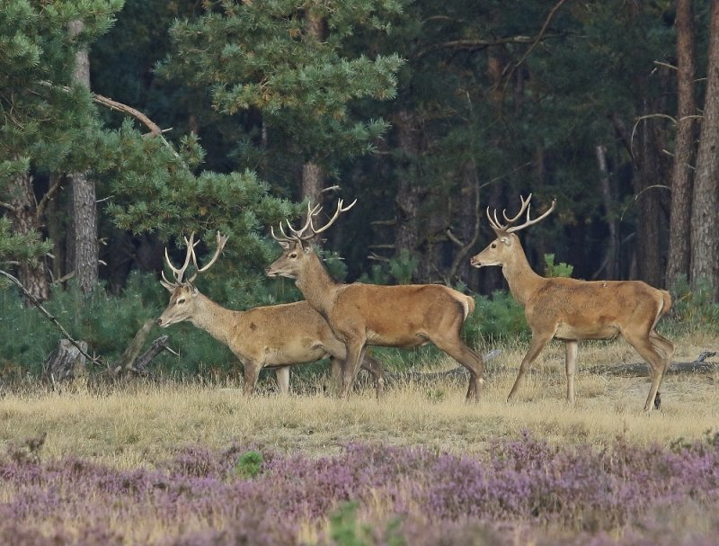 Edelhert / Red Deer