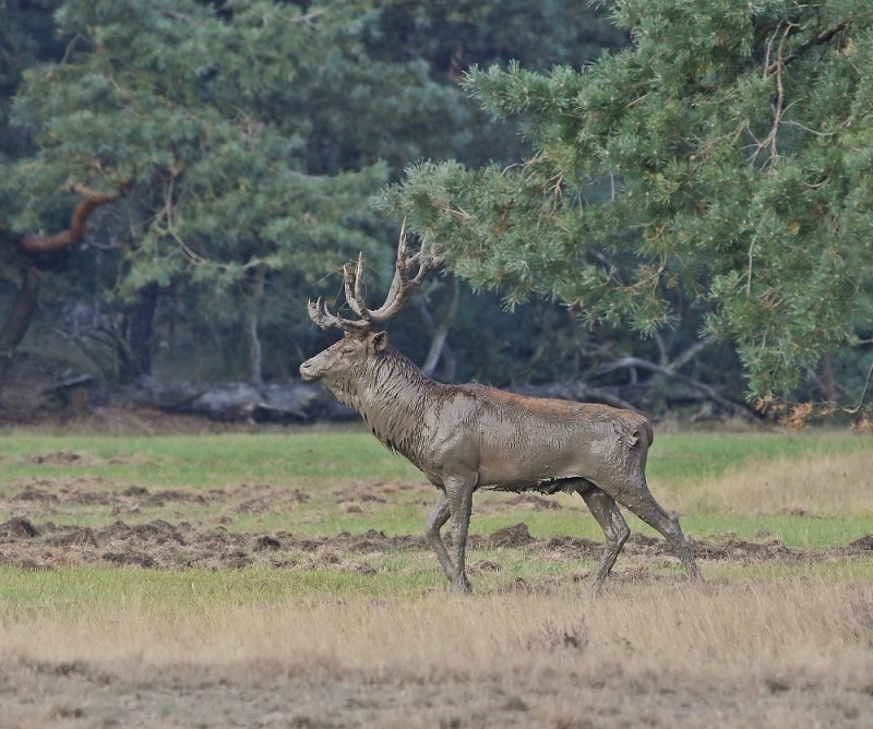 Edelhert / Red Deer