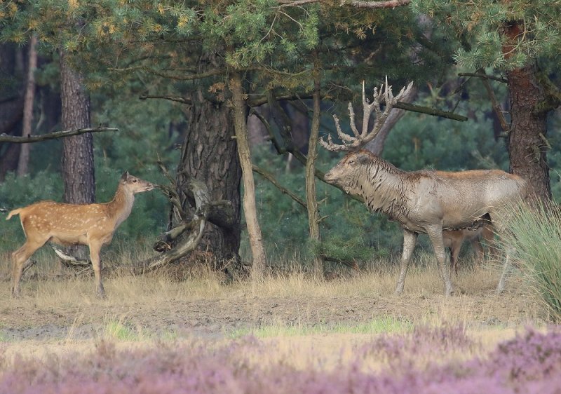Edelhert / Red Deer