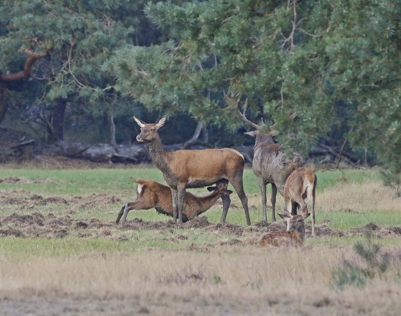 Edelhert / Red Deer
