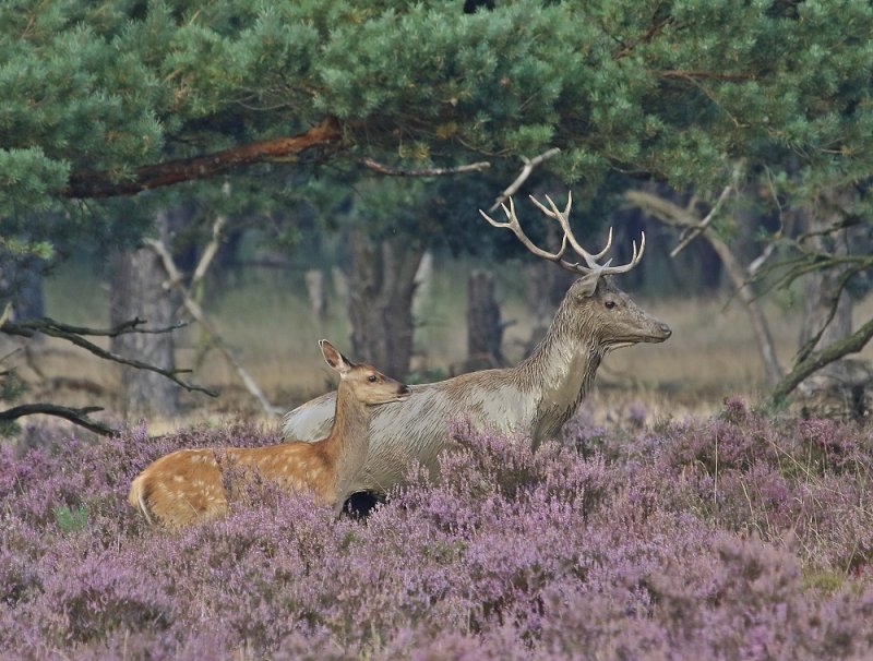 Edelhert / Red Deer