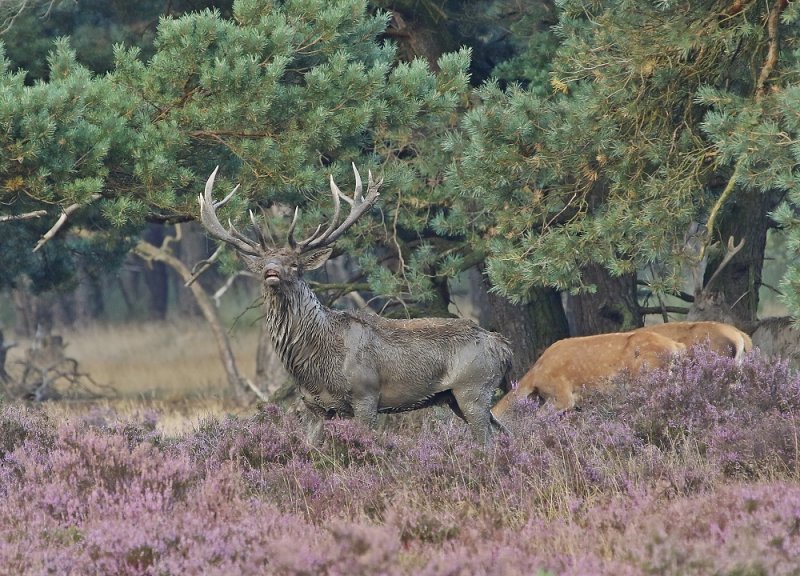 Edelhert / Red Deer