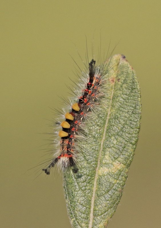 Rups van Witvlakvlinder / Caterpillar of Vapourer