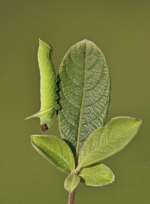 Rups van Pauwoogpijlstaart / Caterpillar of Eyed Hawk-moth