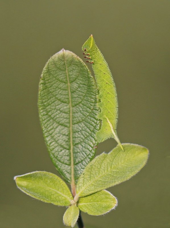 Rups van Pauwoogpijlstaart / Caterpillar of Eyed Hawk-moth