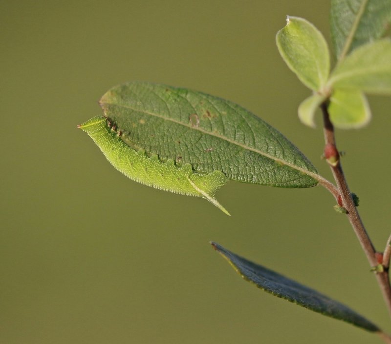 Rups van Pauwoogpijlstaart / Caterpillar of Eyed Hawk-moth