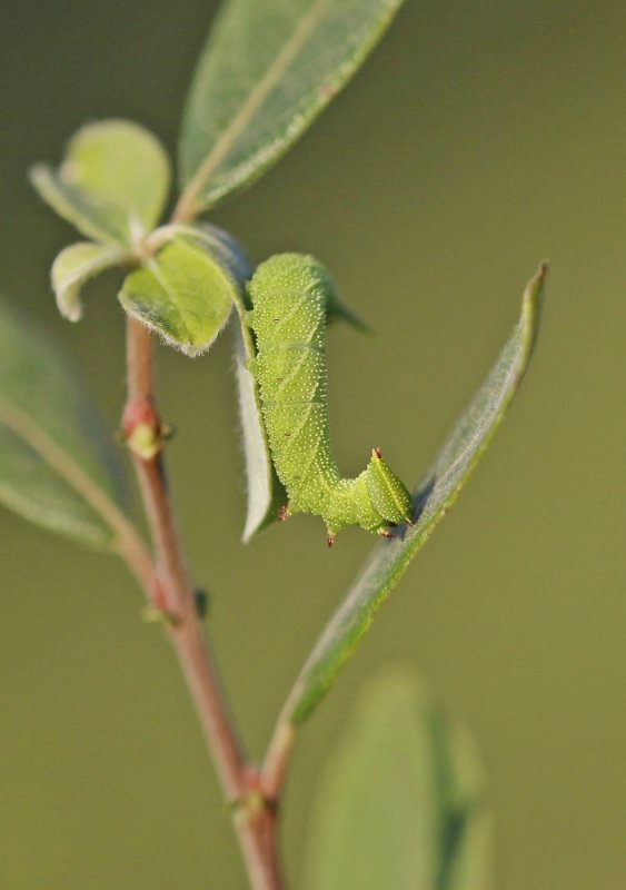 Rups van Pauwoogpijlstaart / Caterpillar of Eyed Hawk-moth