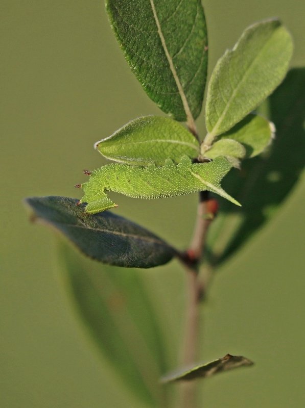 Rups van Pauwoogpijlstaart / Caterpillar of Eyed Hawk-moth