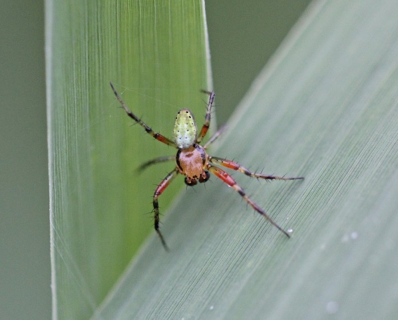 Gewone Komkommerspin / Cucumber Green Spider